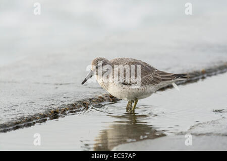 Bécasseau maubèche (Calidris canutus). En plumage juvénile premier hiver sur la digue à marée haute. Banque D'Images