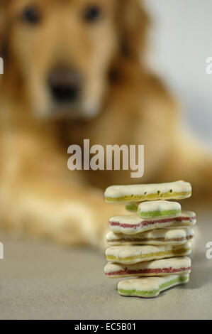 Un chien regardant une pile de biscuits pour chiens Banque D'Images