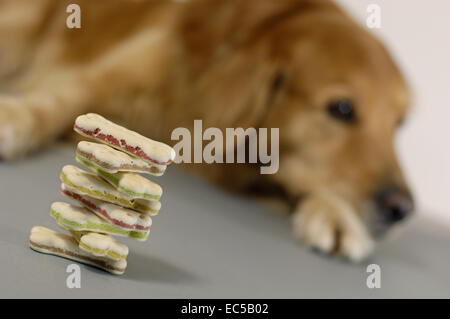 Un chien regardant une pile de biscuits pour chiens Banque D'Images