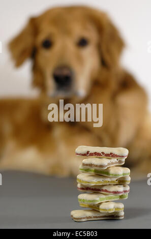 Un chien regardant une pile de biscuits pour chiens Banque D'Images