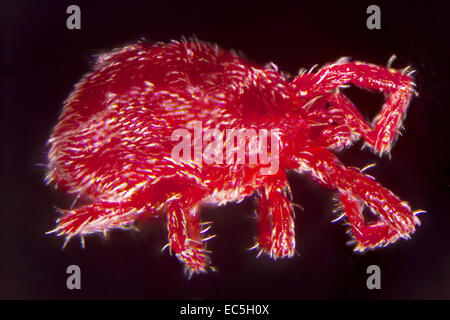 Une nymphe de microphotographie Trombidium Holosericeum Banque D'Images