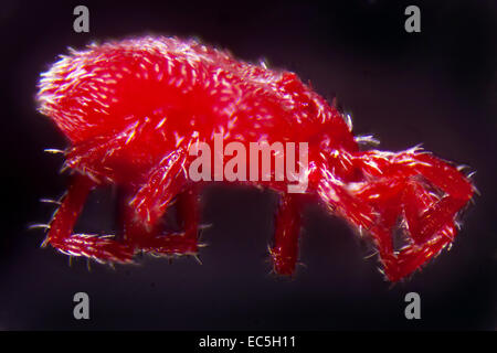 Une nymphe de microphotographie Trombidium Holosericeum Banque D'Images