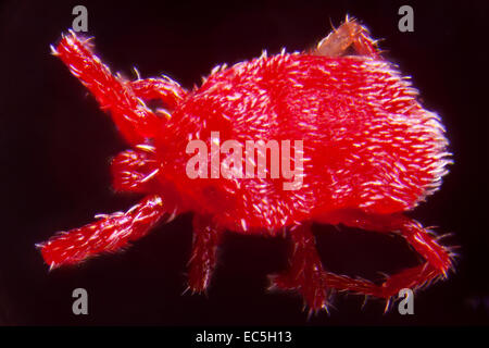 Une nymphe de microphotographie Trombidium Holosericeum Banque D'Images
