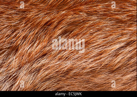 Red Fox fourrure rêche tissu texture abstract Banque D'Images