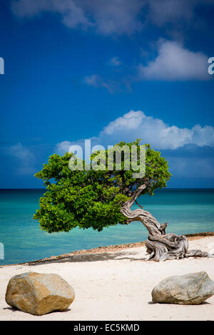 Fototi (arbre altéré souvent confondu avec Divi Divi) sur la plage d'Aruba, Antilles Banque D'Images