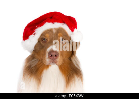 Portrait d'un Berger Australien wearing a Santa hat, à la recherche de l'appareil photo, isolated on white Banque D'Images