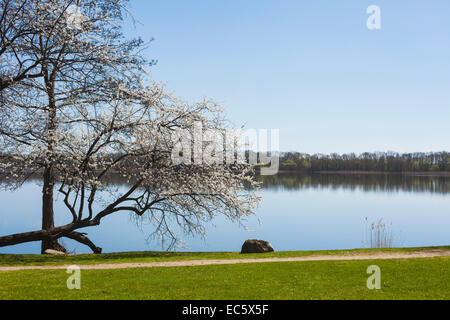 Les fleurs de cerisier, cerisier en fleur au soleil sur le lac, le jardin, la réflexion, la réflexion de l'eau Banque D'Images