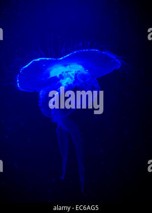Méduse lunaire (Aurelia aurita) illuminant sous un éclairage bleu actinique Banque D'Images