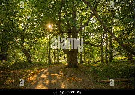 La forêt près de la mausolée de Darnley Cobham Kent. Banque D'Images