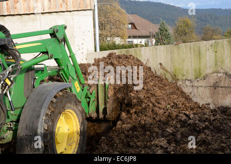 La bouse de vache est chargé avec le tracteur Banque D'Images