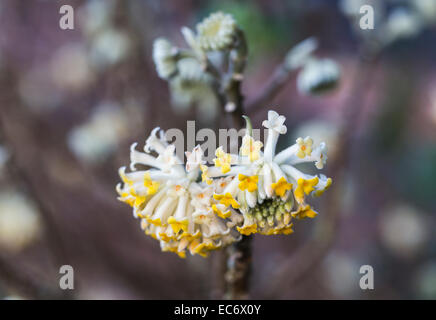 Close up de fleurs jaunes d'Edgeworthia chrysantha, l'oriental, un beau papier bush winter-flowering arbuste parfumé fleurit en hiver, en Angleterre Banque D'Images