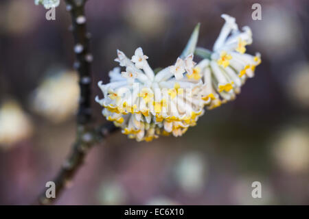 Close up de fleurs jaunes d'Edgeworthia chrysantha, l'oriental, un beau papier bush winter-flowering arbuste parfumé fleurit en hiver, en Angleterre Banque D'Images