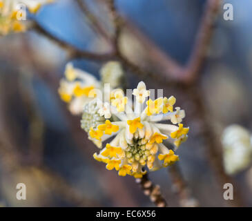 Close up de fleurs jaunes d'Edgeworthia chrysantha, l'oriental, un beau papier bush winter-flowering arbuste parfumé fleurit en hiver, en Angleterre Banque D'Images