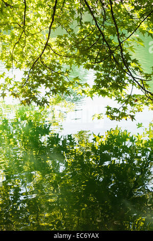 Branches d'érable de toucher la surface de la Lac Firwood dans Laurelhurst Park à Portland, Oregon. Banque D'Images