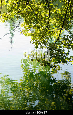 Branches d'érable de toucher la surface de la Lac Firwood dans Laurelhurst Park à Portland, Oregon. Banque D'Images