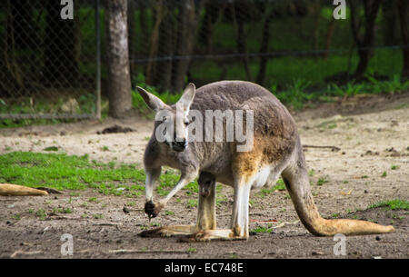 Kangourou rouge, Animal Healesville Sanctuary, Victoria, Australie Banque D'Images