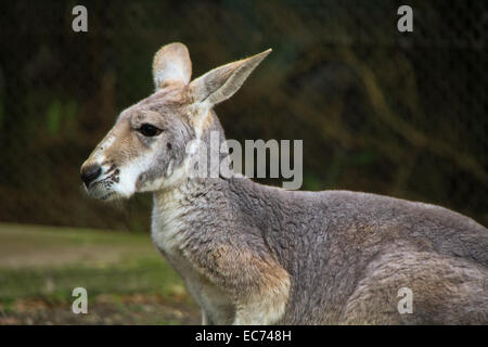 Kangourou rouge, Animal Healesville Sanctuary, Victoria, Australie Banque D'Images