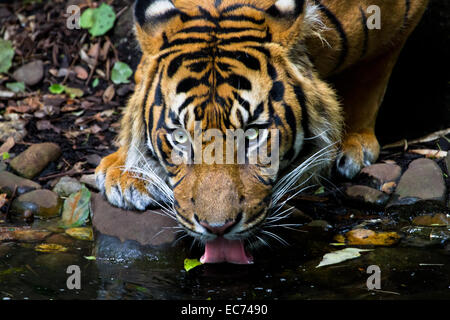 Le tigre de l'eau potable d'un étang Banque D'Images