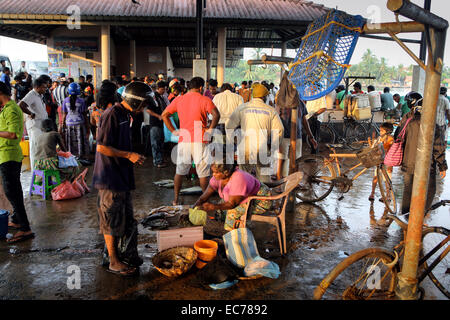 Marché du poisson frais à Negombo, Sri Lanka Banque D'Images