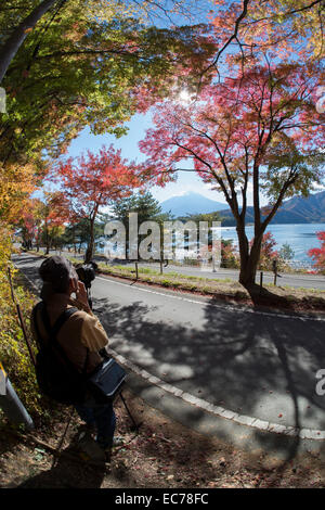 Le tunnel de l'érable au lac Kawaguchiko, au Japon. Banque D'Images