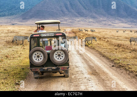 Les touristes regardant zèbres d'un safari en voiture la Ngorongoro Conservation Area Banque D'Images