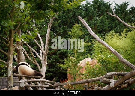 Le zoo parc beauval grand panda (Ailuropoda melanoleuca) Banque D'Images