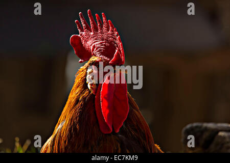 Les volailles domestiques, Coq (Gallus domesticus) Portrait. Banque D'Images