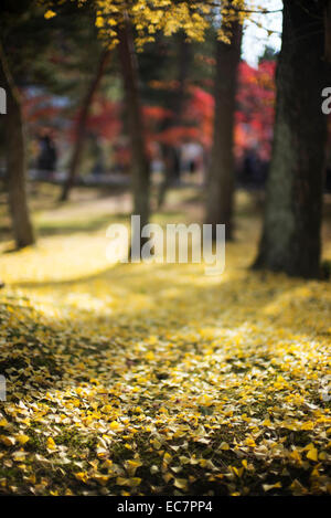 Un tapis de feuilles de ginkgo au Japon. Banque D'Images