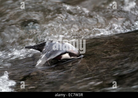 Cinclus cinclus, Balancier européenne, l'alimentation en eau Banque D'Images