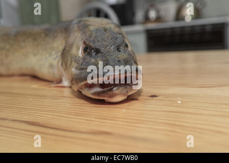 Pêcher le brochet. Dans la cuisine polonaise, sur la table. La préparation de brochet dans la gelée, spécialité de la cuisine polonaise. Banque D'Images