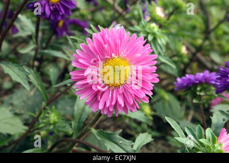 Décembre 2014. Aster alpinus. Banque D'Images