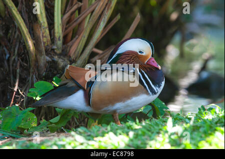 Homme Canard mandarin (Aix galericulata), Bali Bird Park, Indonésie Banque D'Images