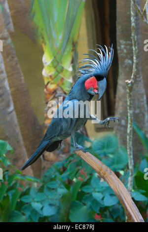 Great Palm Palm ou cacatoès cacatoès (Probosciger aterrimus), Bali Bird Park, Indonésie Banque D'Images