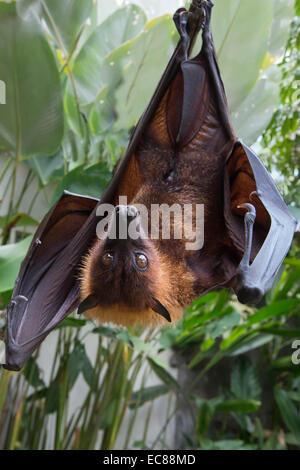 Grand Flying Fox (Pteropus vampyrus) accroché dans un arbre, Bali Indonésie Banque D'Images