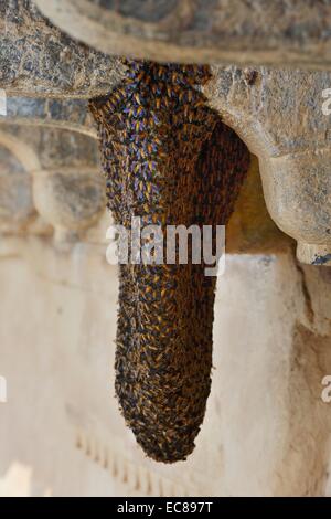 L'Inde, Rajasthan, Région de Mewar, ville de Bundi, essaim d'abeilles en Garh Palace Banque D'Images