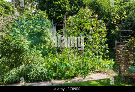 Les haricots d'ESPAGNE ET D'AUTRES PLANTES DE POTAGER EN ÉTÉ GLOUCESTERSHIRE ENGLAND UK Banque D'Images