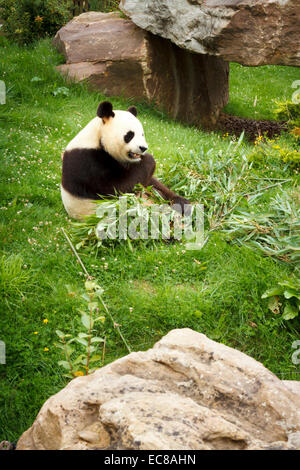 Le zoo parc beauval grand panda (Ailuropoda melanoleuca) Banque D'Images