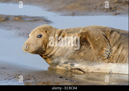 Un Phoque gris (Halichoerus grypus) détente sur la plage au Donna Nook, Lincolnshire, Angleterre Banque D'Images