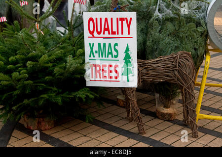 Wimbledon, Londres, Royaume-Uni. 10 décembre 2014. Un arbre de Noël est neutralisé par un vendeur avant d'être vendus au public Crédit : amer ghazzal/Alamy Live News Banque D'Images