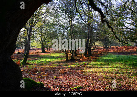 Près de Burley, New Forest Banque D'Images