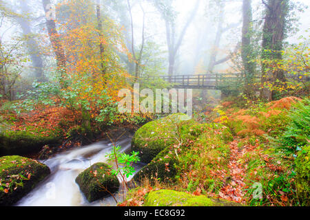 Couleurs d'automne sur un pont à Becky Falls dans le brouillard, Manaton, Dartmoor, dans le Devon, Angleterre Banque D'Images