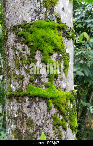 De plus en plus de mousse sur l'arbre, Mulu, Malaisie Banque D'Images
