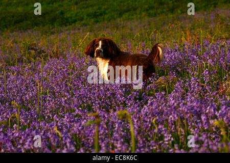 Photo de paysage d'un brown & white Springer Spaniel chien dans un lit de Bluebells britannique. Belles fleurs sauvages en abondance Banque D'Images