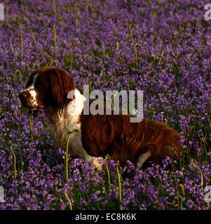 Square photo d'un foie et blanc Springer Spaniel chien assis dans un lit de Bluebells britannique. Belles fleurs sauvages en abondance Banque D'Images