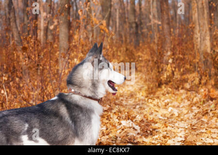 Husky promenades dans le parc de l'automne avec des feuilles jaunes Banque D'Images