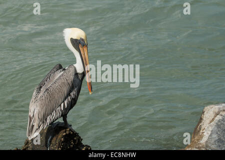 Un pélican brun perché sur les rochers de la jetée - Pelecanus occidentalis Banque D'Images