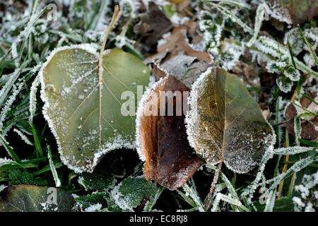 Trois feuilles de gel en hiver sur l'herbe.ven Banque D'Images