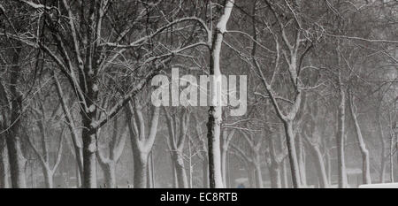 Montréal, Canada. Dec 10, 2014. Les arbres couverts de neige au parc Sir Wilfrid Laurier à Montréal, au Québec le 10 décembre 2014. Credit : Lee Brown/Alamy Live News Banque D'Images