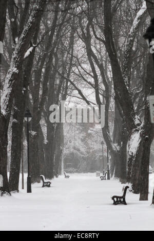 Montréal, Canada. Dec 10, 2014. Parc Sir Wilfrid Laurier au cours de fortes chutes de neige à Montréal, au Québec le 10 décembre 2014. Credit : Lee Brown/Alamy Live News Banque D'Images