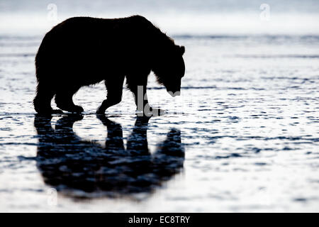 Côtières femelle ours brun recherche les palourdes sur la plage au crépuscule sur une longue nuit d'été à l'Alaska Lake Clark National Park Banque D'Images